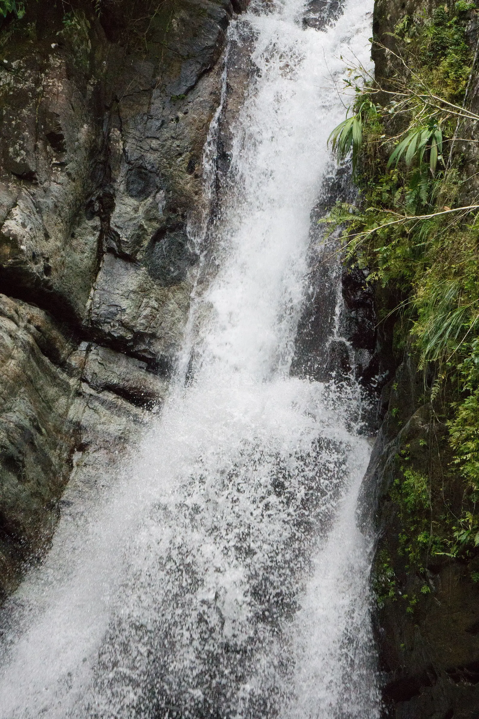 La Mina Falls surrounded by tropical forest in El Yunque National Forest