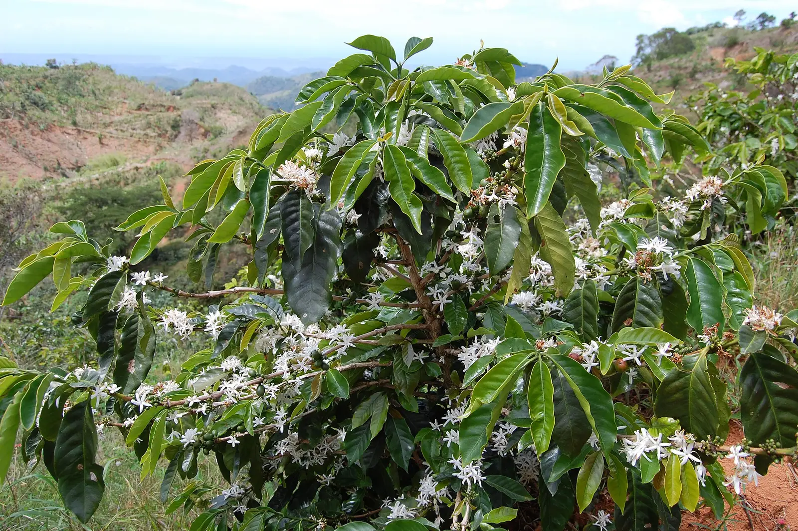 Coffee tree growing in the mountains of Maricao, Puerto Rico